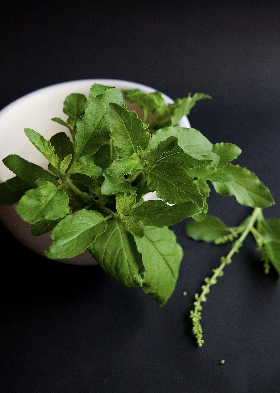 How to Grow Thai Basil Indoors Leafy Urbanite